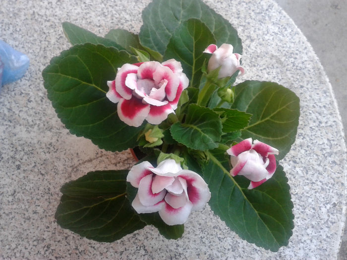 20140318_164752 - gloxinia 2014