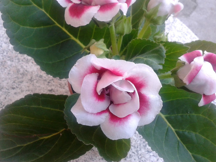 20140318_164818 - gloxinia 2014