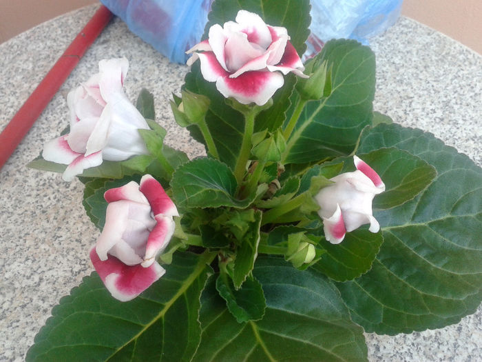 20140318_164840 - gloxinia 2014