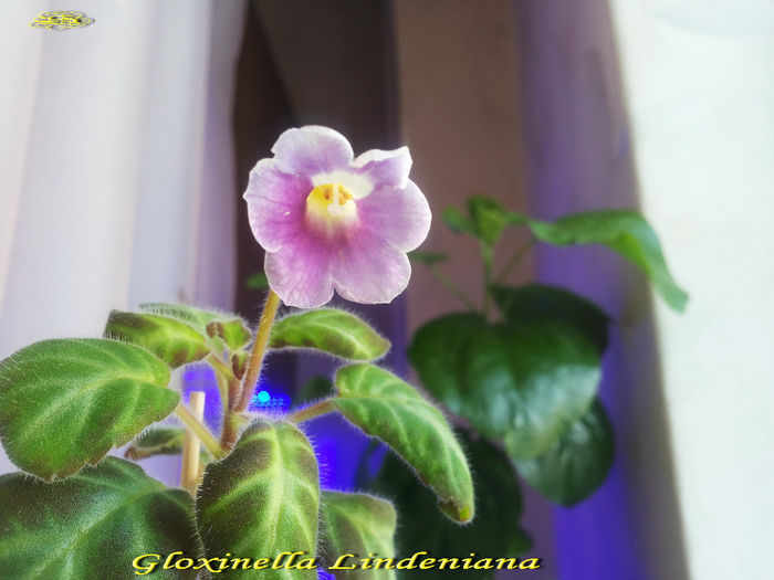 Gloxinella Lindeniana (18-03-2014)1 - Gesneriaceae 2014