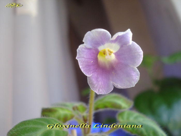 Gloxinella Lindeniana (18-03-2014)2 - Gesneriaceae 2014