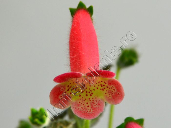 Kohleria Amanda (ni) - KOHLERIA II 2