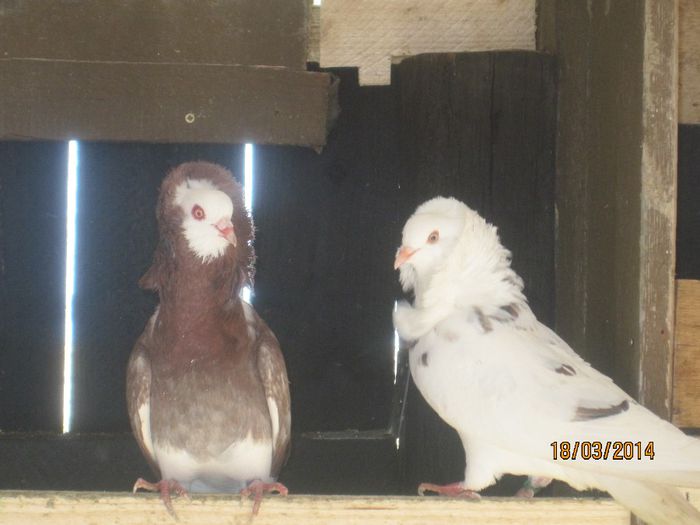 de la MirceaCristian