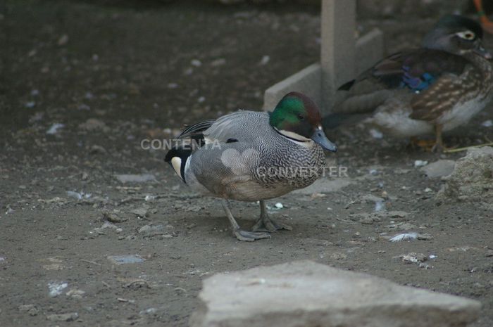 IMGP1662 - rata cu secera