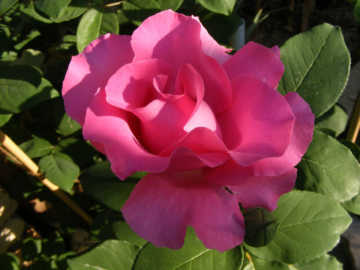 The McCartney Rose - The McCartney Rose