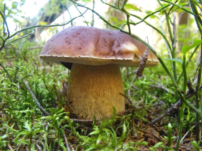 620931_3167272320601_14238238_o