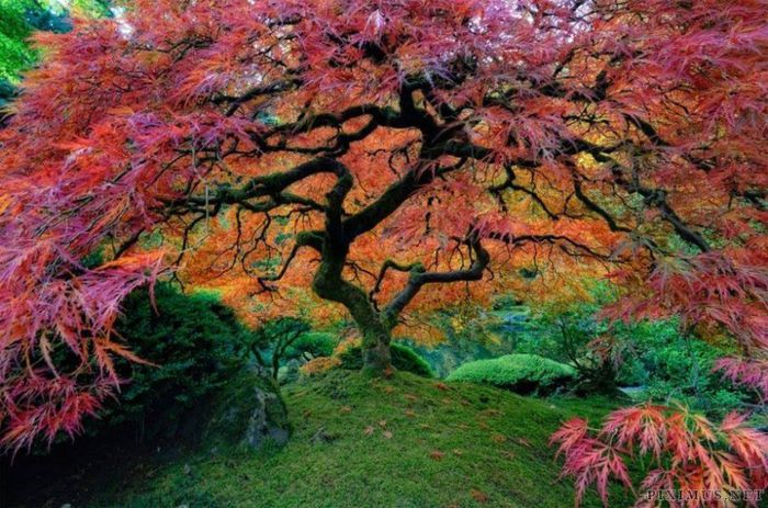 931220_621997377819804_100272096_n