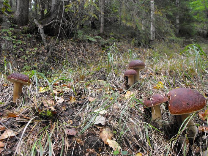 1272731_4903115075585_132209386_o