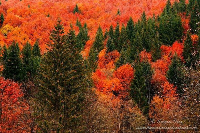 1391695_604343046293986_555504290_n