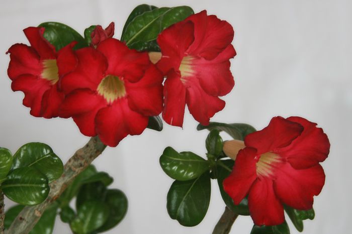 adenium 027 a