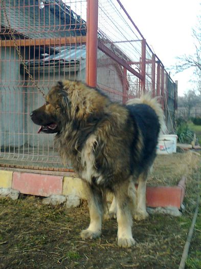 Fotografie0333 - ciobanesc caucazian