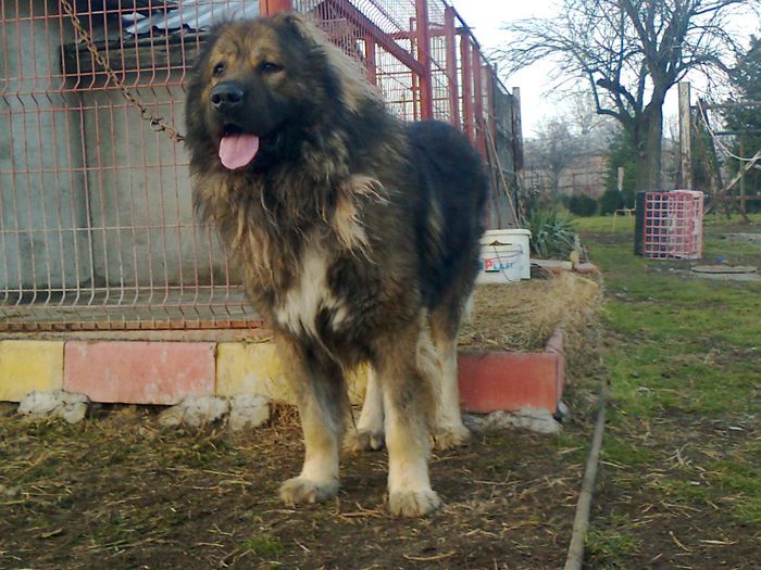 Fotografie0334 - ciobanesc caucazian