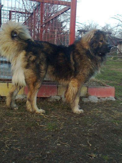 Fotografie0335 - ciobanesc caucazian