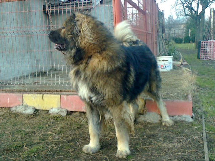 Fotografie0339 - ciobanesc caucazian