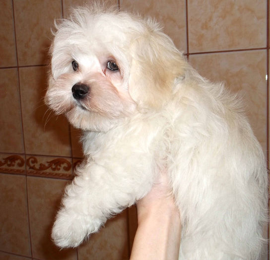  - Bichon Havanez alb de vanzare - VANDUT