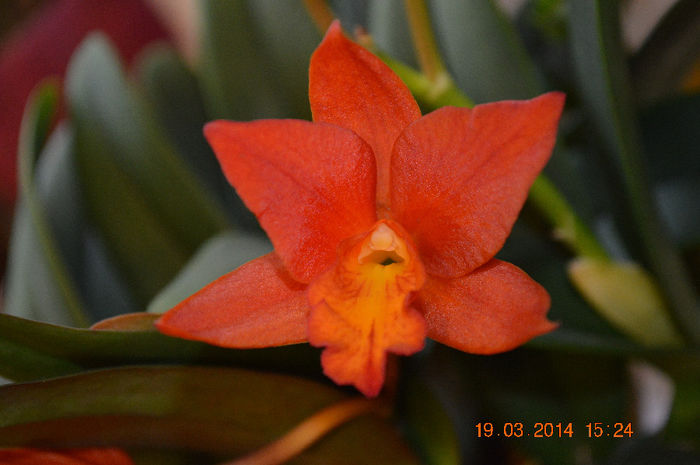 Catt-10 - Cattleya-Epicattleya-Laelia