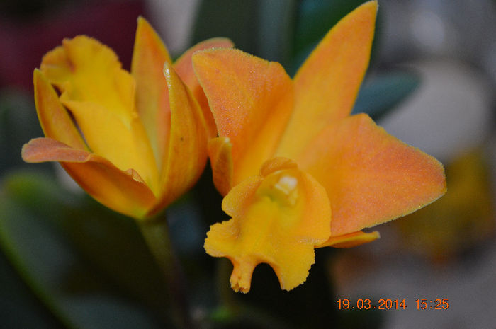 Catt-10 - Cattleya-Epicattleya-Laelia