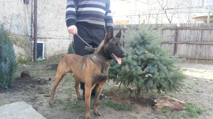 20140314_161011 - Mascul ciobanesc belgian malinois ice Dumas tatal Ikamatz mama Asia amandoi campioni la lucru