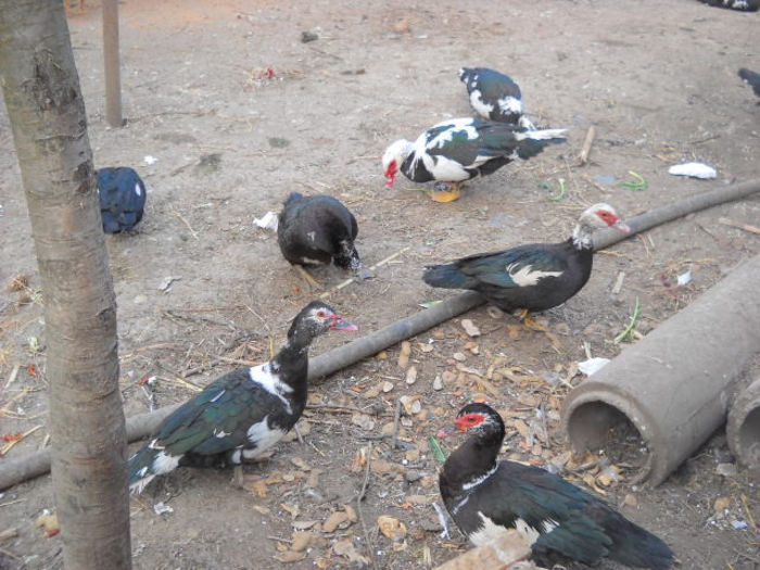 Picture 2620 - ratze lesesti iepuri gat golas