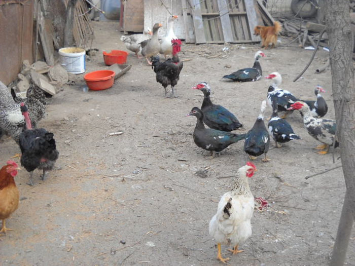 Picture 2628 - ratze lesesti iepuri gat golas