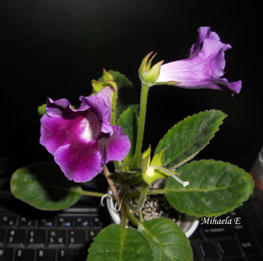 slipper indigo 1 martie - Gloxinia 2014