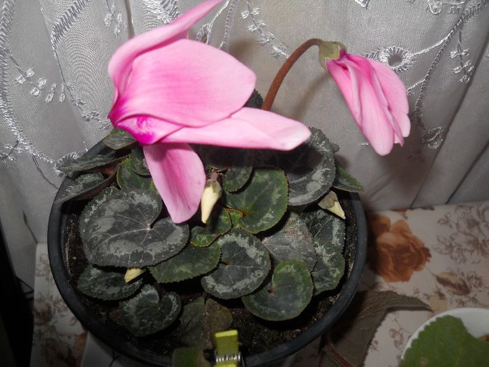 cyclamen - pierduta - flori de interior 2014