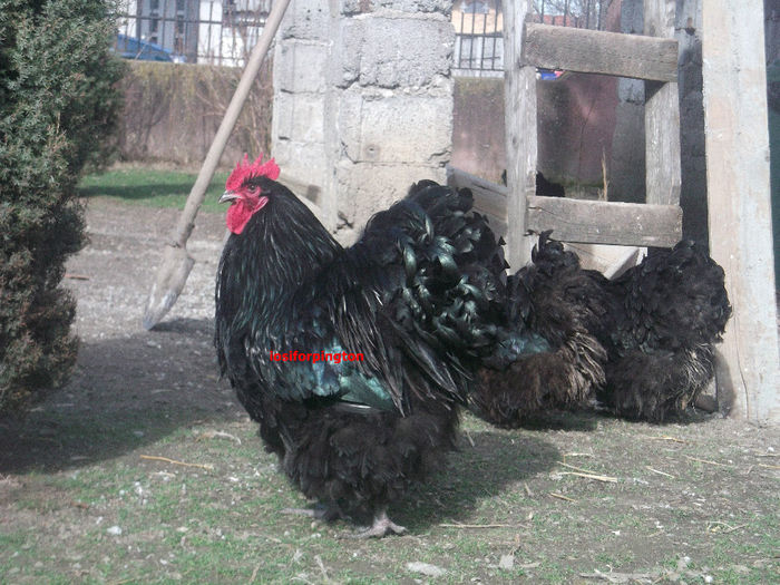 DSCF8214 - ORPINGTON NEGRU