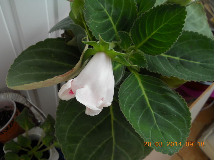 Gloxinia
