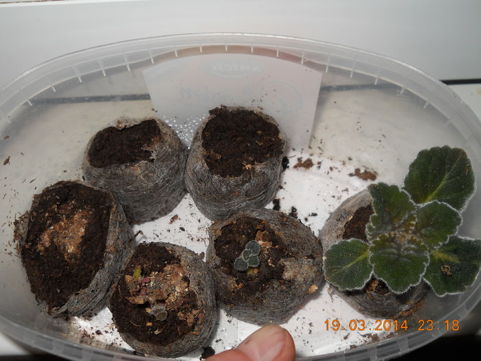 032 - GLOXINII 2014
