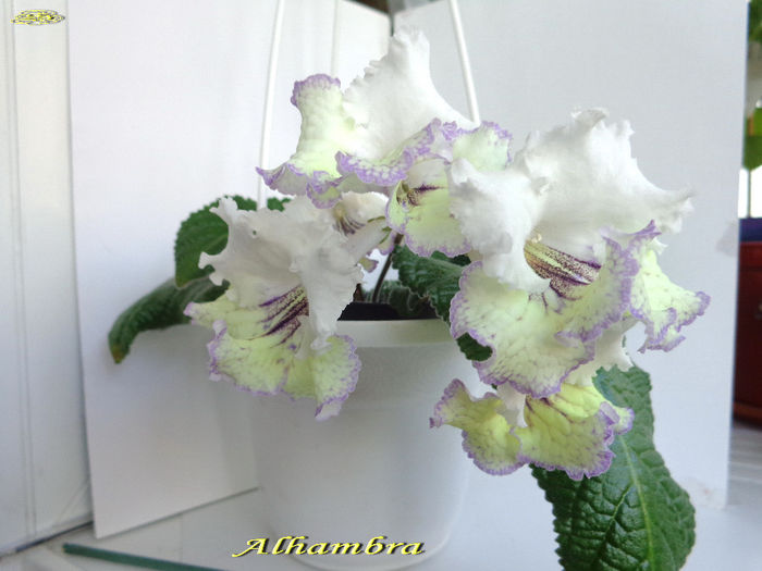 Alhambra (20-03-2014)