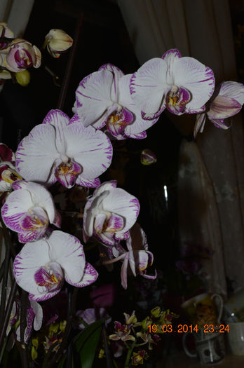 DSC_0003 - Phalaenopsis1
