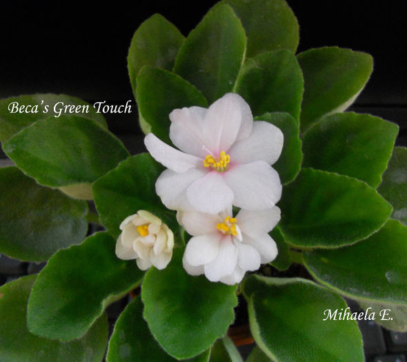 DSCN5961copy - Violete 2014