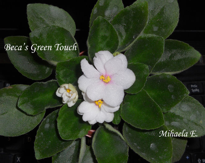 DSCN5964copy - Violete 2014