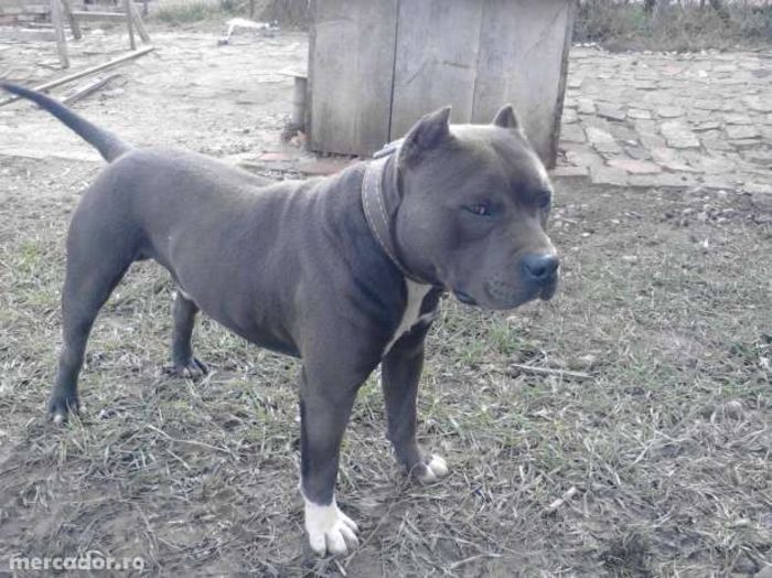 18441727_4_644x461_pitbull-blue-pentru-monta-animale-de-companie_rev008[1]; boss(tata cateilor)
