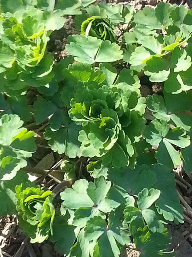 aquillegiile flori duble (caldaruse)