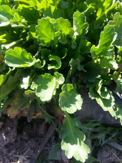 Margarete ..1 leu firul