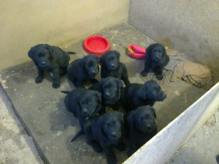 sc.int 013 - c OSCAR -labrador retriever