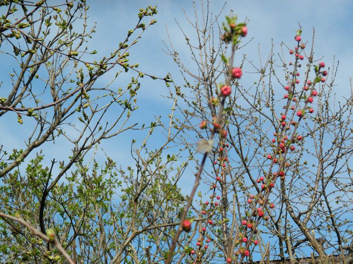 DSCN4284 - PRUNUS TRILOBA_2014