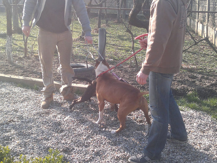 20140308599 - amstaff kira