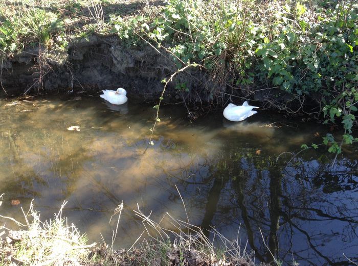 image - De prin cartier floricele si pasarele