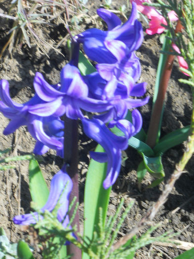 DSCN0739_019