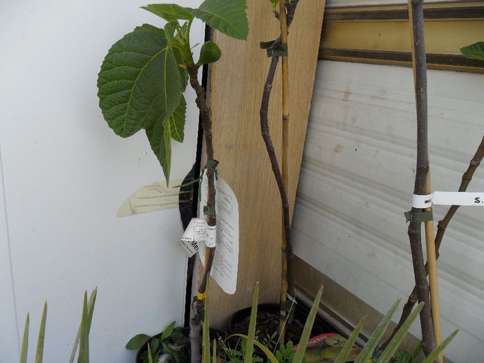 dintre smochinii de vanzare - Cateva plante din colectia personala din gradina si altele la vanzare