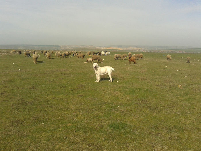 20140319_101656 - martie 2014