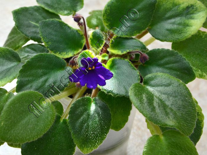 Saintpaulia Rob s Shadow Magic