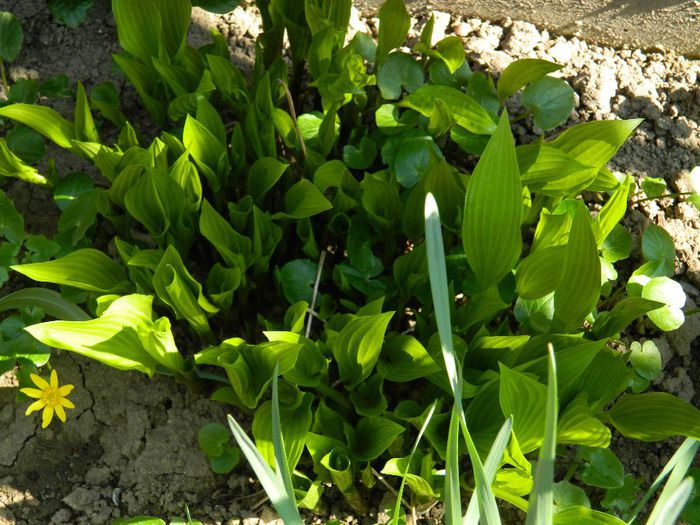 DSCN4154 hosta - MARTIE_2014