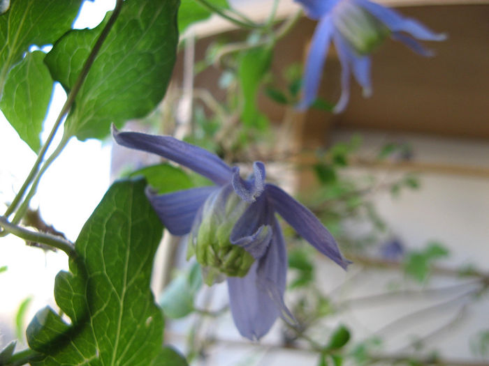 Clematis Alpina - Flori 2014