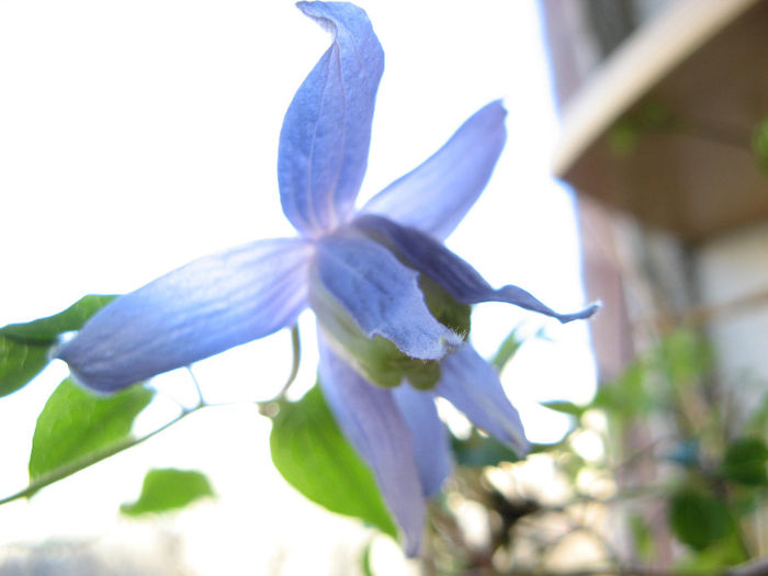 Clematis Alpina - Flori 2014