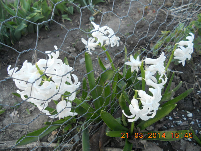 DSCN2434 - flori de primavara