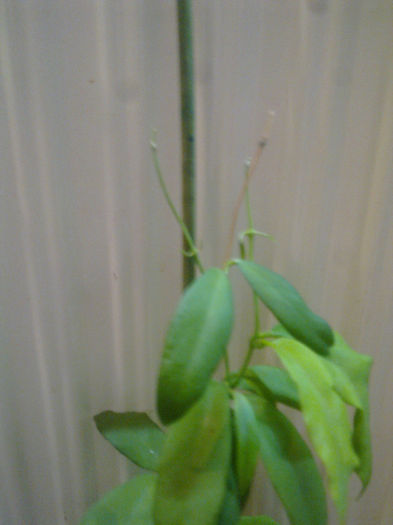hoya cagayanensis