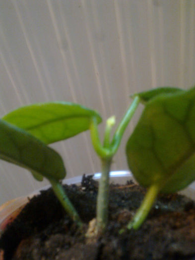 globulosa - Hoya - colectie